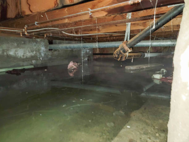 Best Ceiling water damage repair  in Sharon, TN