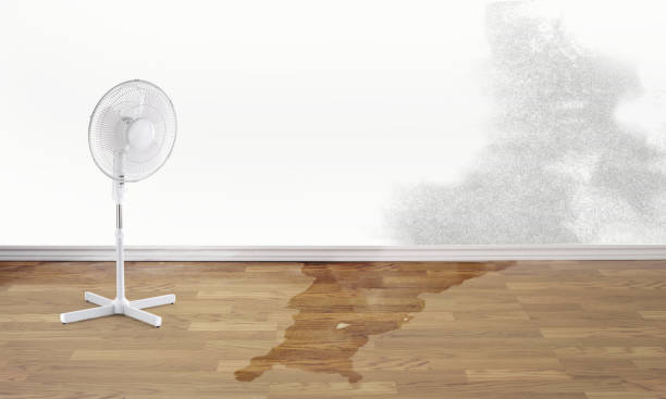Best Basement water damage restoration  in Sharon, TN
