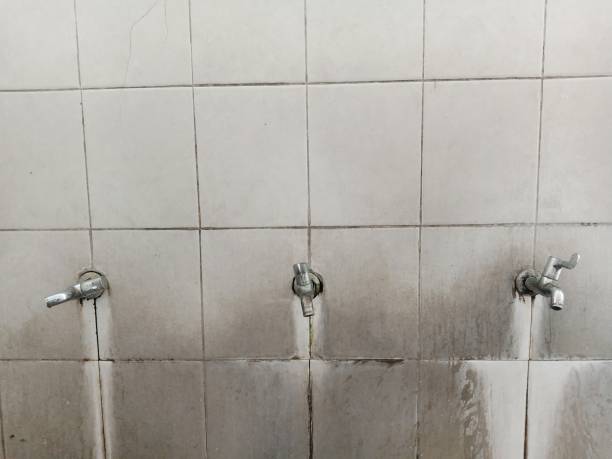 Best Mold removal after water damage  in Sharon, TN